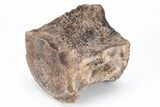 Fossil Hadrosaur (Edmontosaurus) Partial Vertebra - South Dakota #211302-1